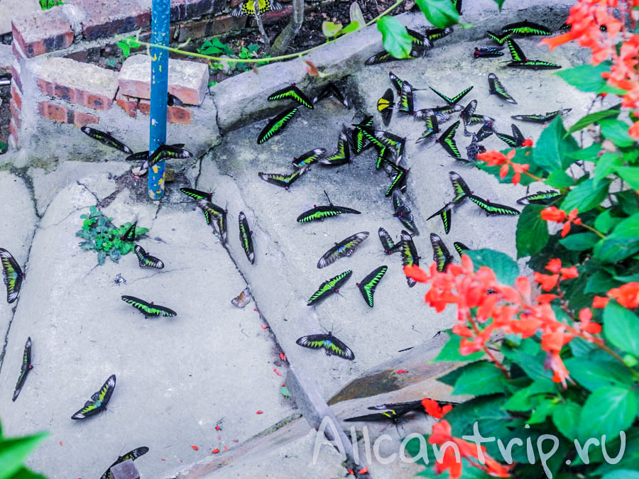 Ферма бабочек Малайзия