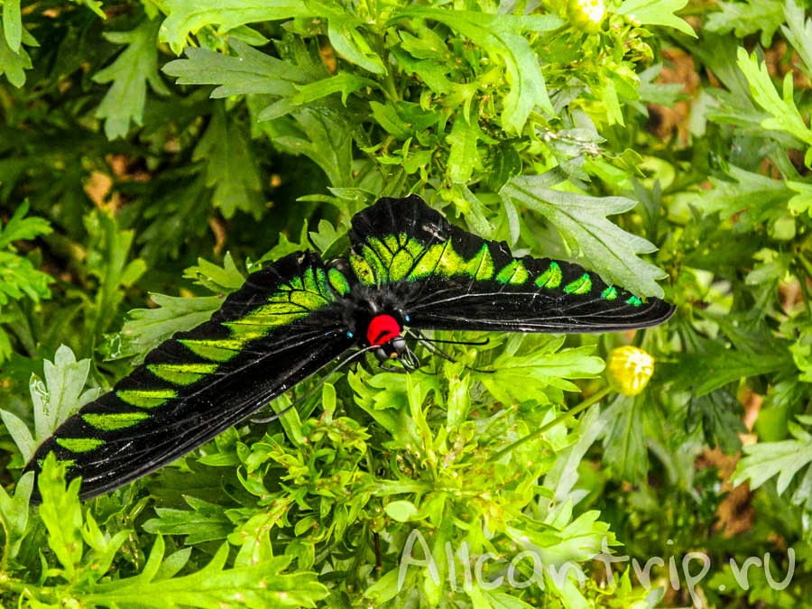 Тропические бабочки Малайзии