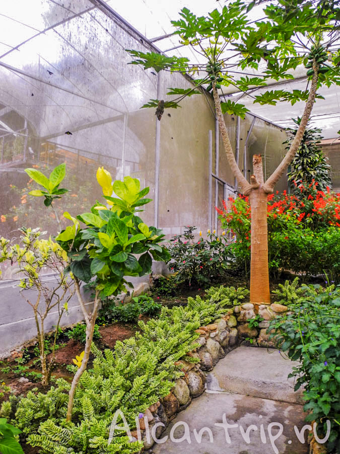 Ферма бабочек Малайзия