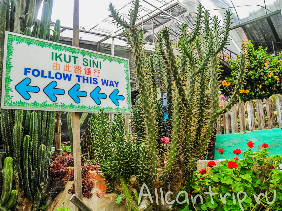 Ферма бабочек Малайзия