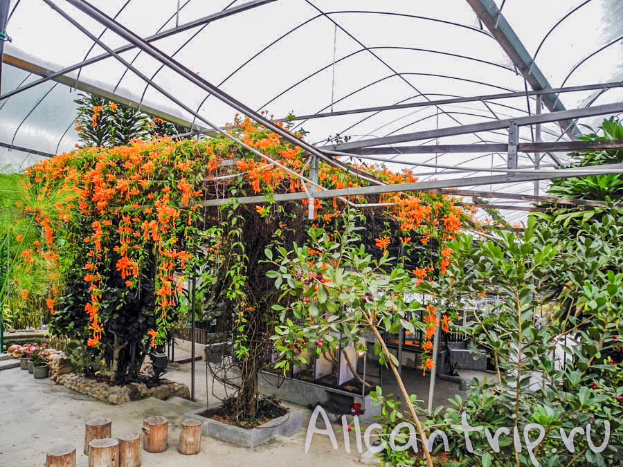 Окрестности нагорья Кэмерон, Малайзия