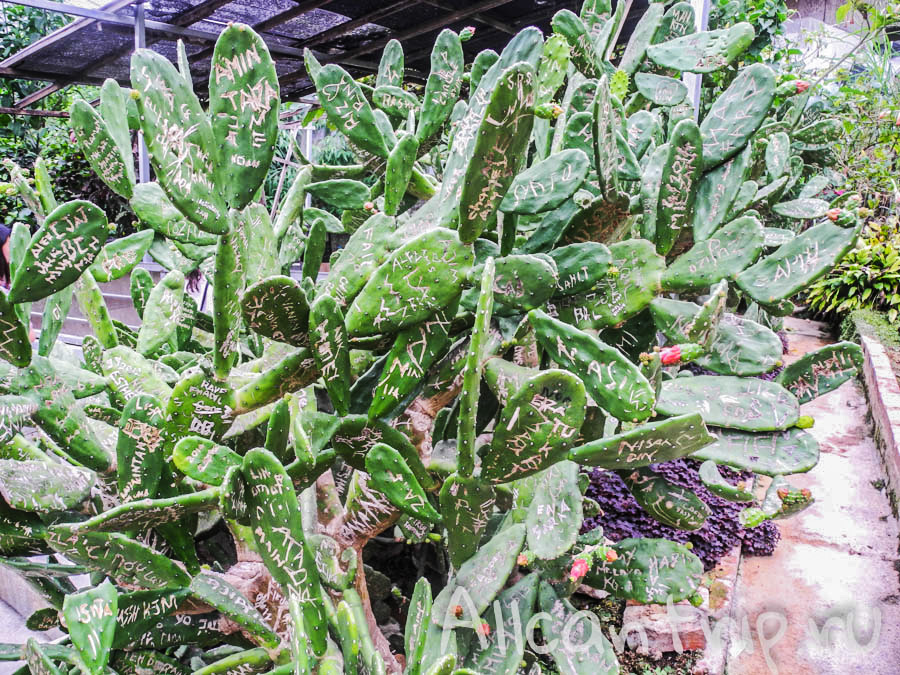 Окрестности нагорья Кэмерон, Малайзия