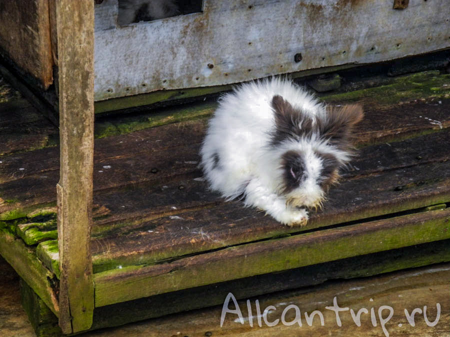 Окрестности нагорья Кэмерон, Малайзия
