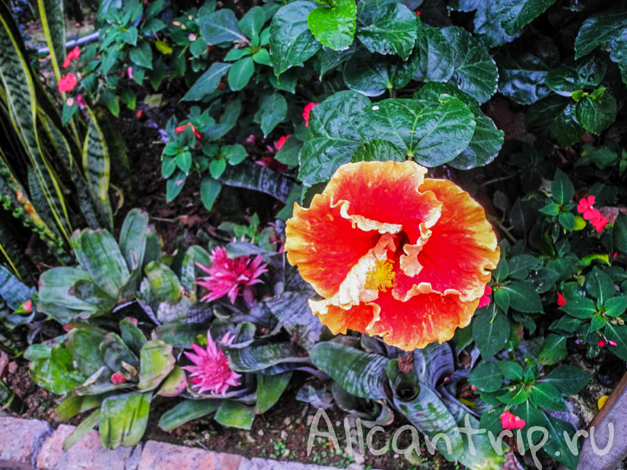 Цветы Малайзии