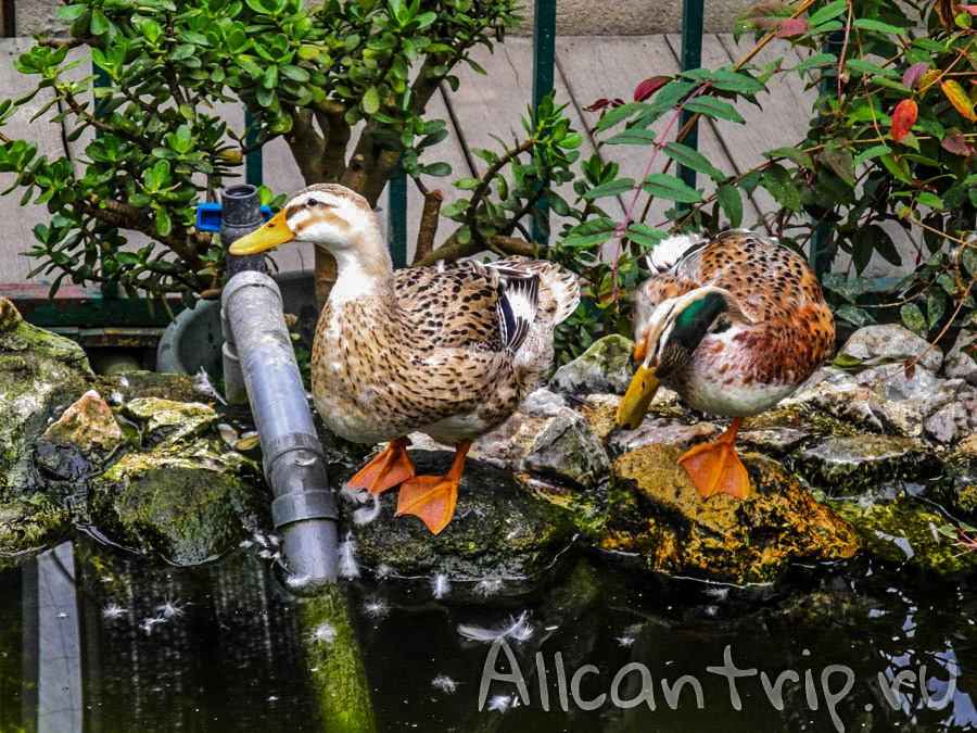 Тропическая ферма в Тана Рате, Малайзия