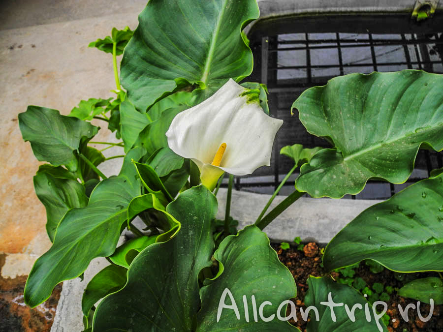 Тропическая ферма в Тана Рате, Малайзия