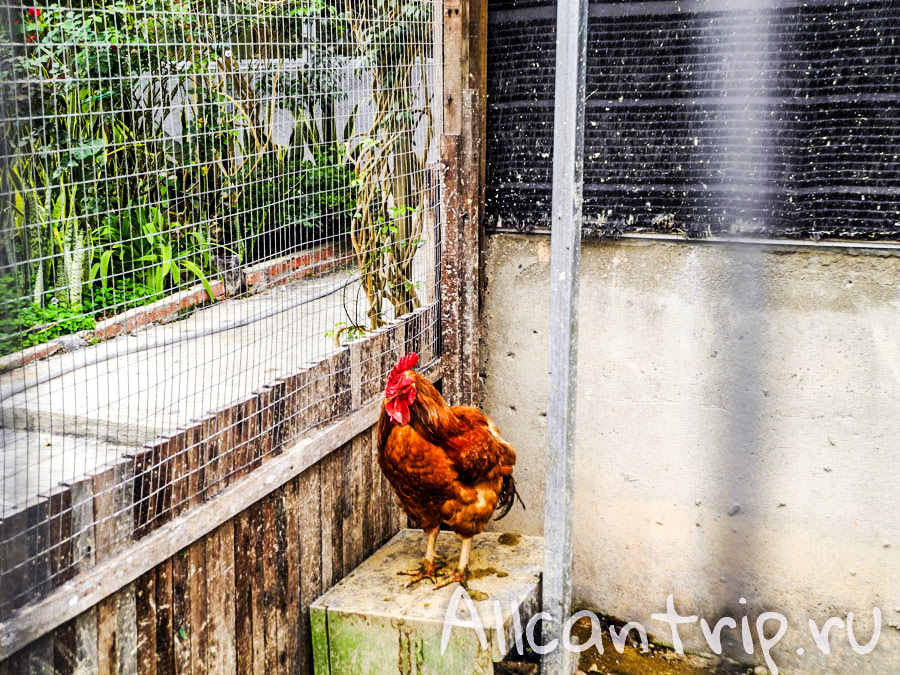 Тропическая ферма в Тана Рате, Малайзия