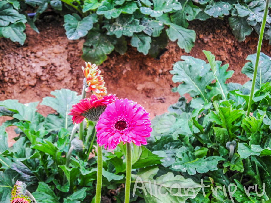 Цветы Малайзии