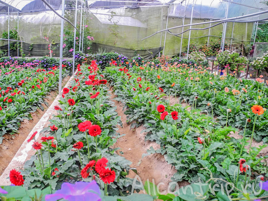 Цветы Малайзии