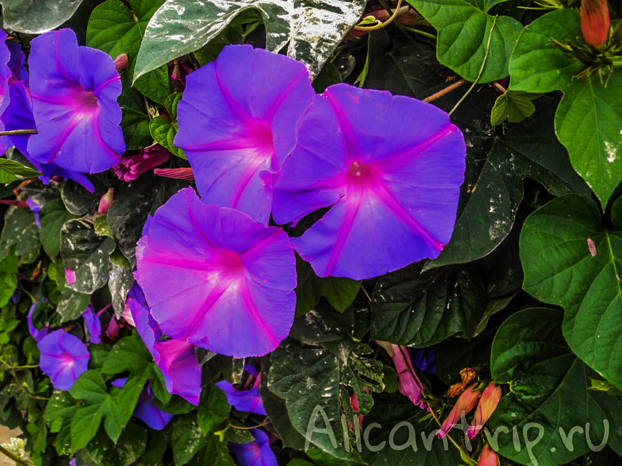 Цветы Малайзии