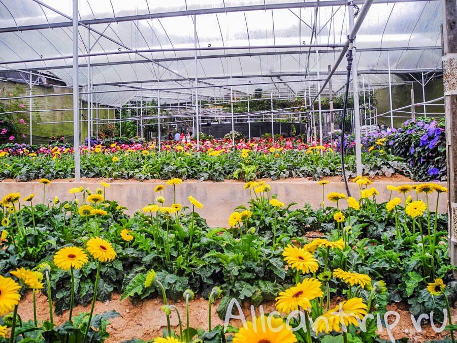 Цветы Малайзии