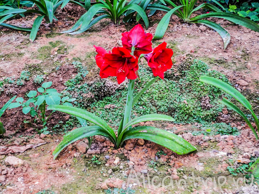 Цветы Малайзии