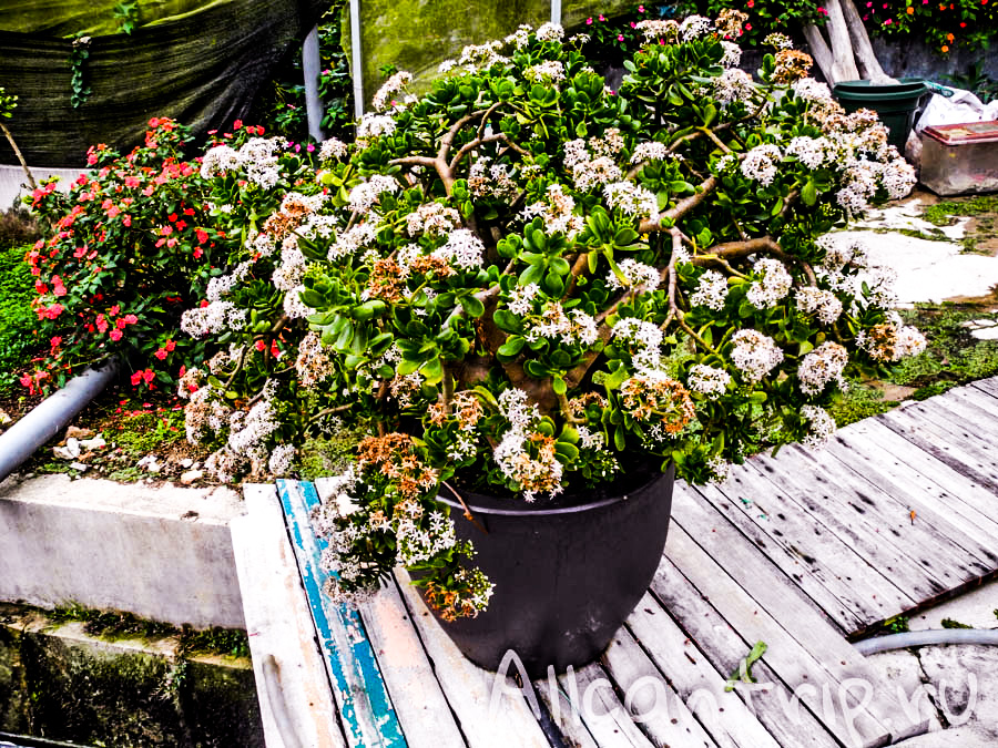 Цветы Малайзии