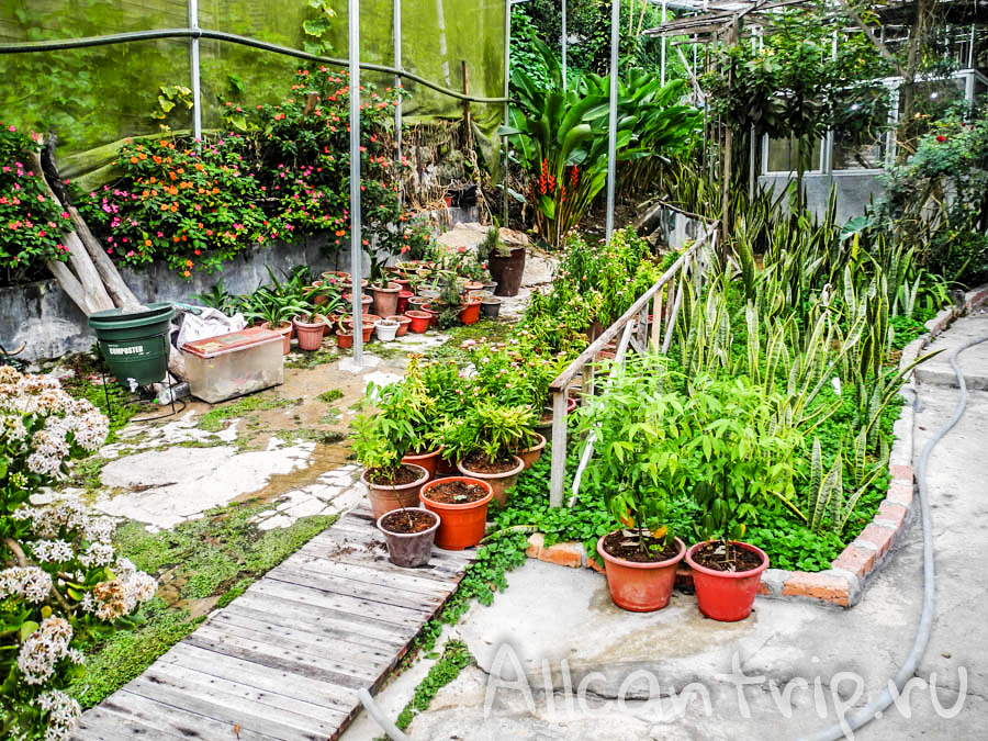 Цветы Малайзии