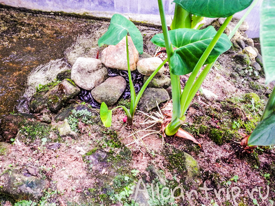 Цветы Малайзии