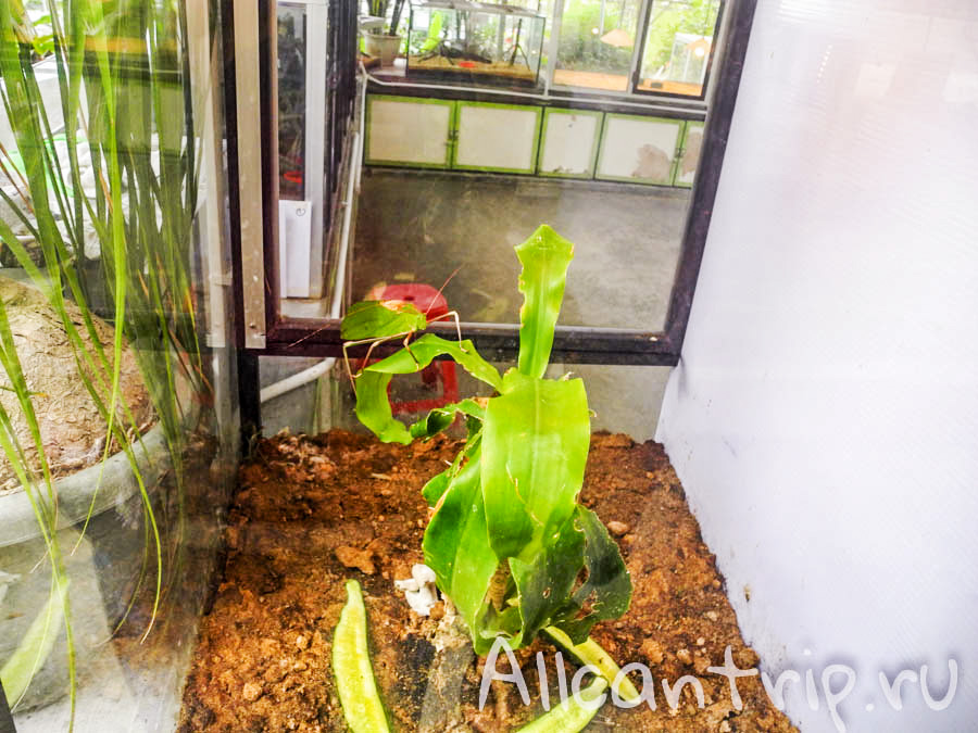 Ферма бабочек на Нагорье Кэмерон