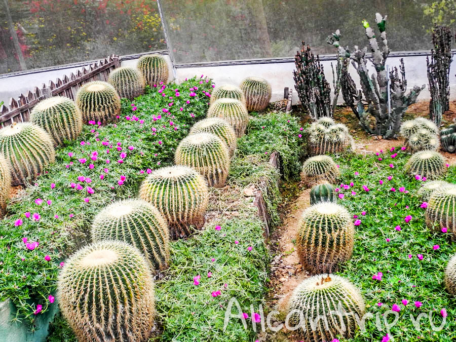 Кактусы на ферме бабочек, Нагорье Кэмерон