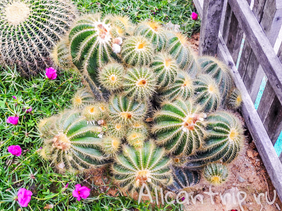 Кактусы на ферме бабочек, Нагорье Кэмерон