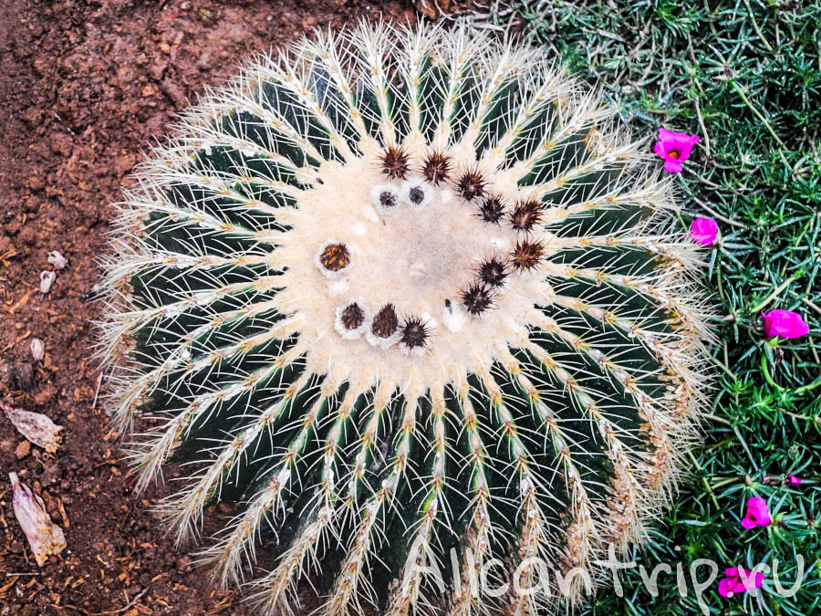 Кактусы на ферме бабочек, Нагорье Кэмерон
