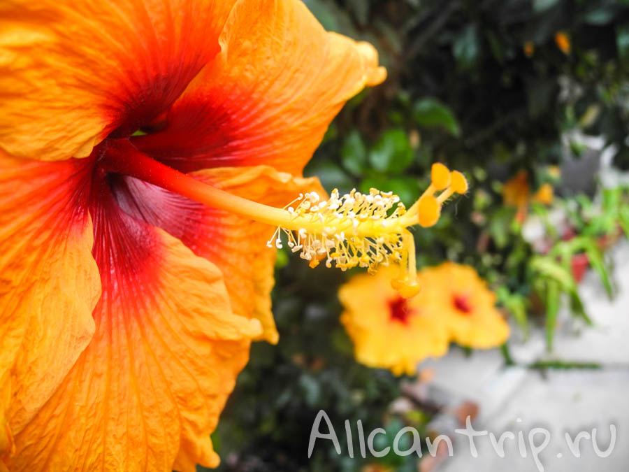 Цветы в Малайзии