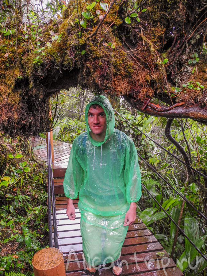 В джунглях cameron highlands