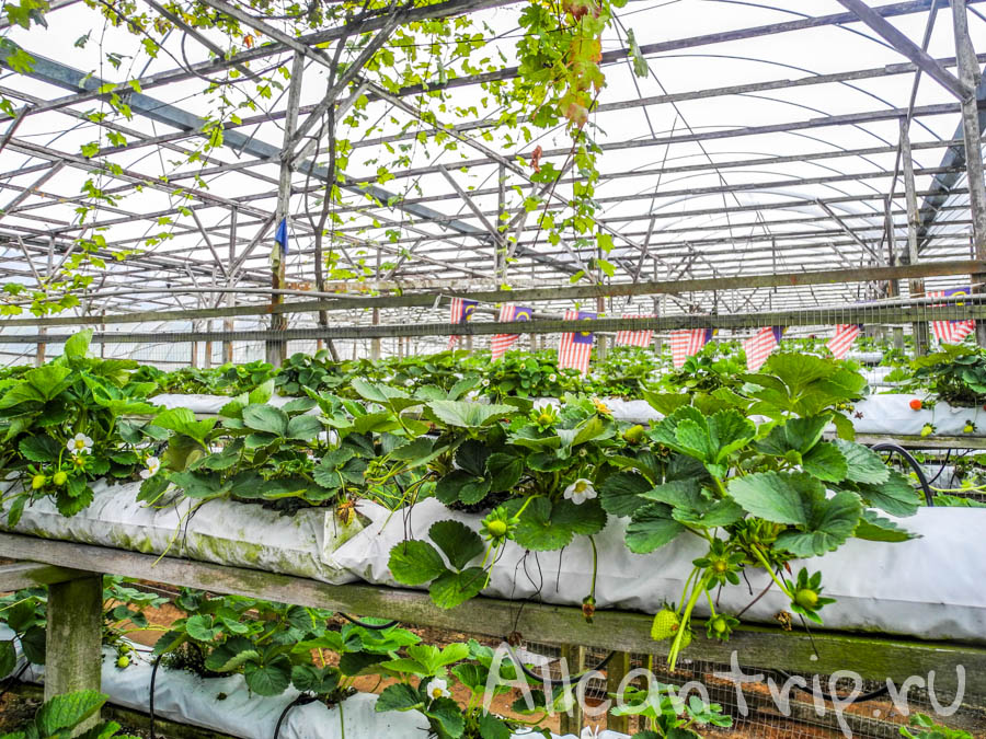 Клубничная ферма в Cameron Highlands