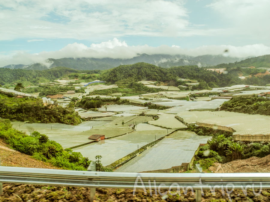 Клубничные плантации Cameron Highlands