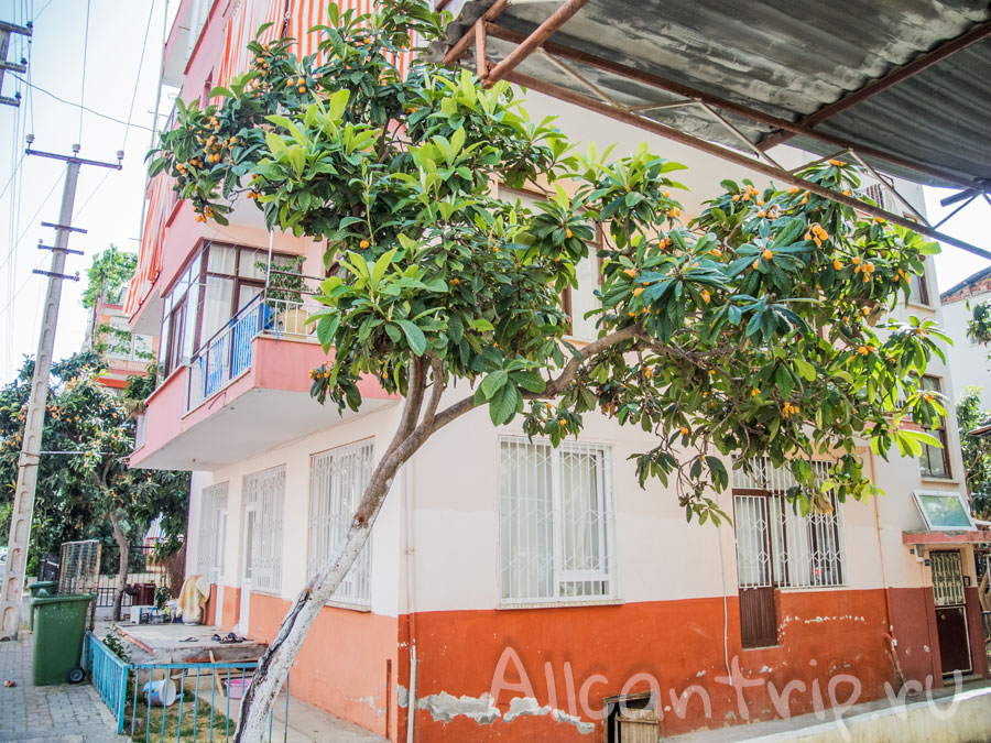 на улицах алании