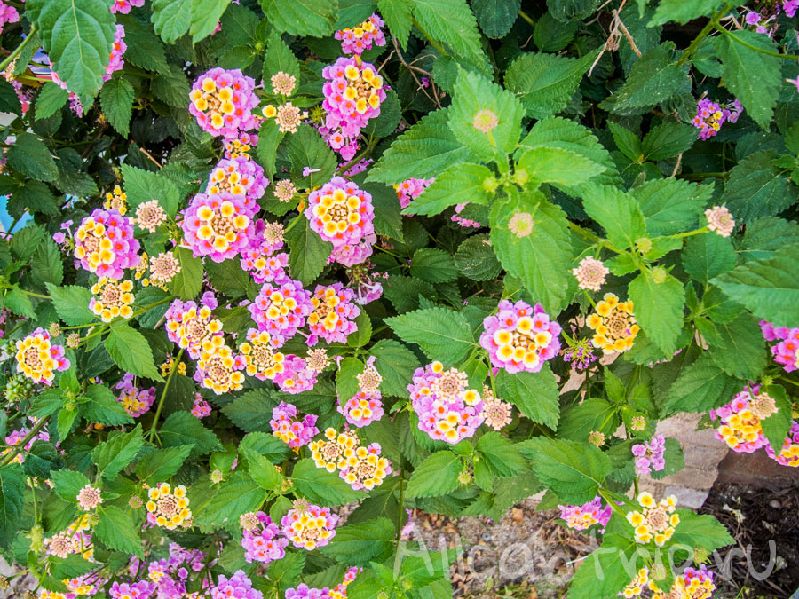 цветы алании