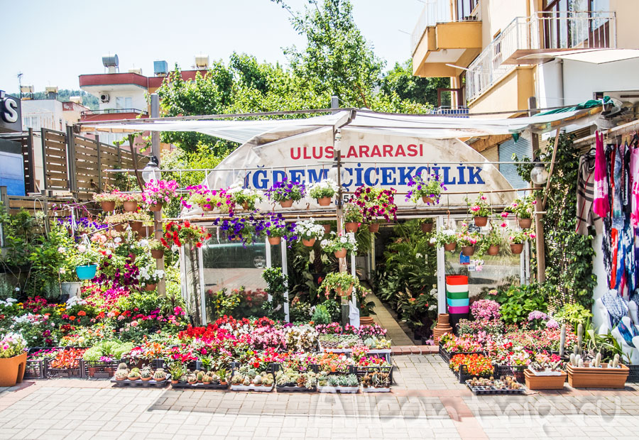 цветочный магазин в алании