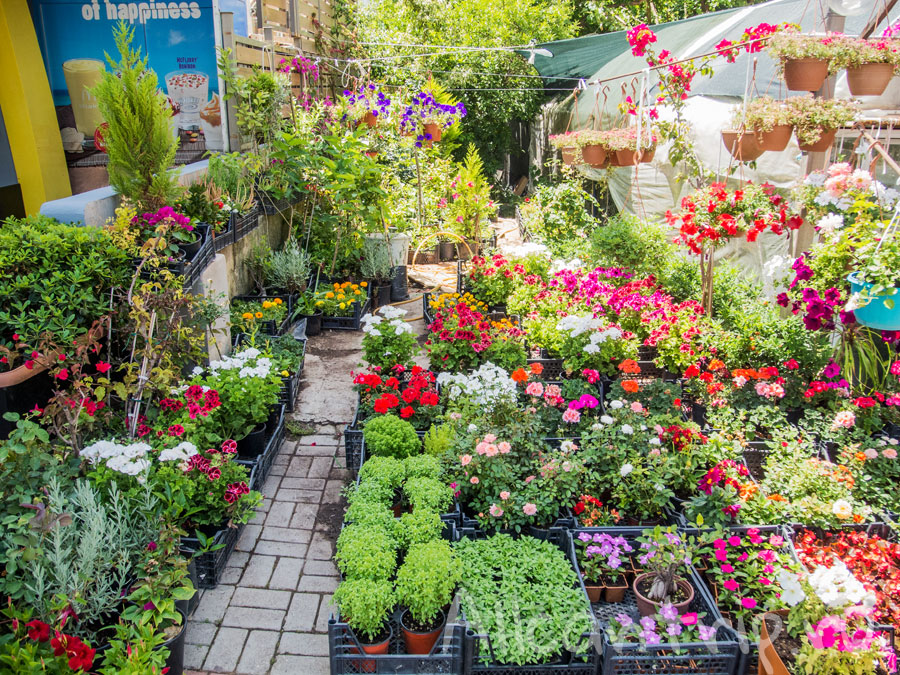 в магазине цветов алания турция
