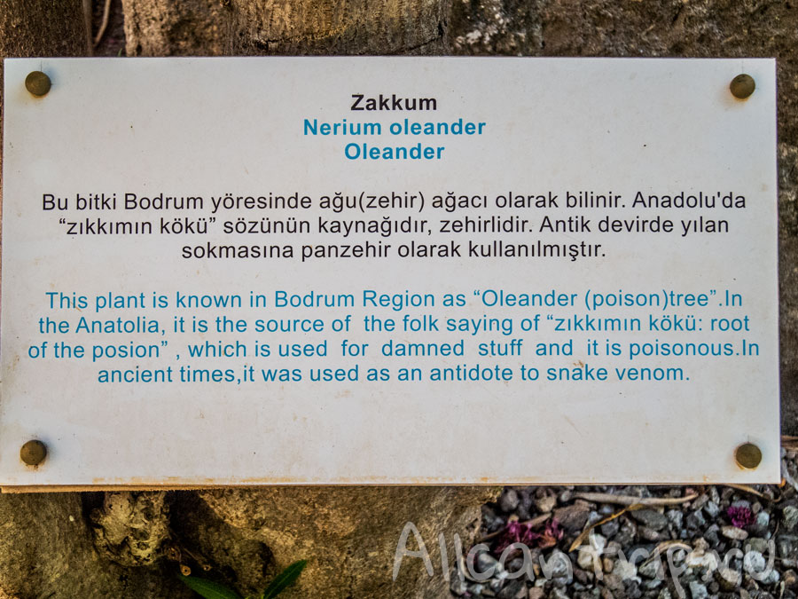 DSCN8339