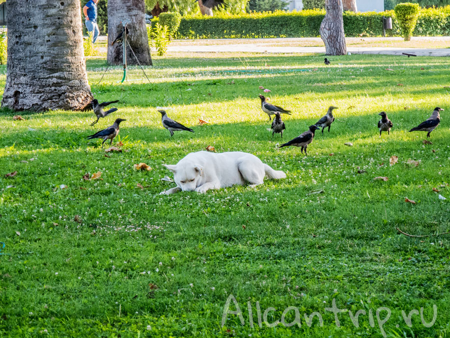 парк в Измире фото