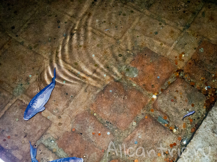 рыбы в цистерне базилике