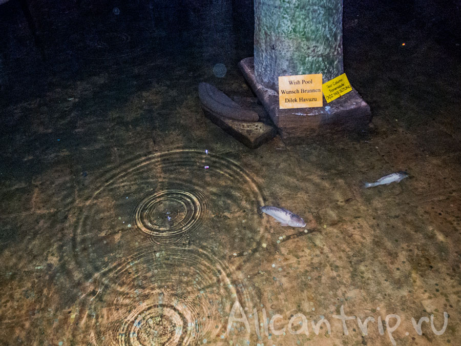 рыбы в цистерне базилике