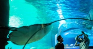 крутые рыбы в океанариуме стамбула