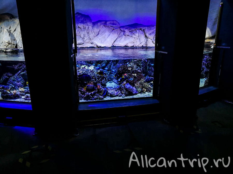 аквариум в милане