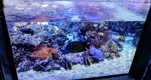 аквариум в милане