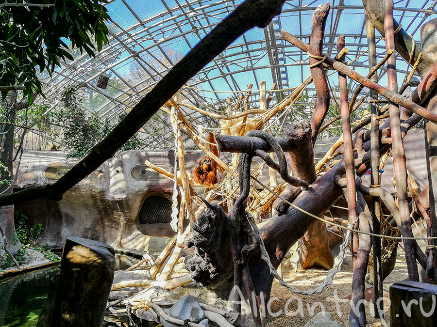 зоопарк праги фото