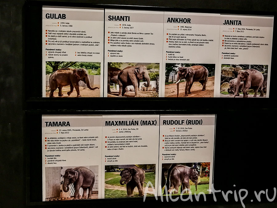 зоопарк праги слоны