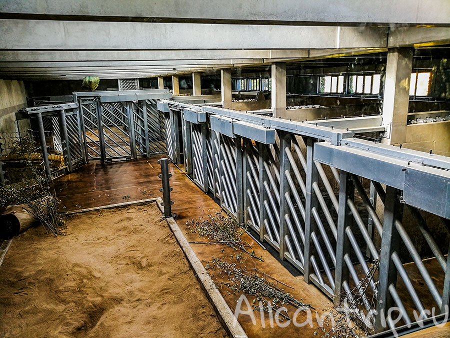 зоопарк праги слоны