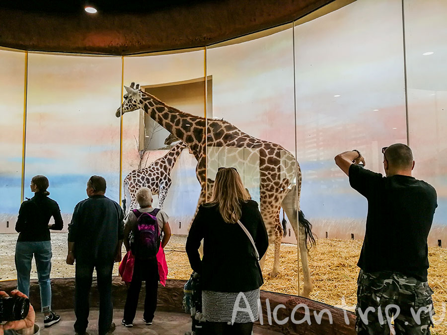 зоопарк праги жирафы