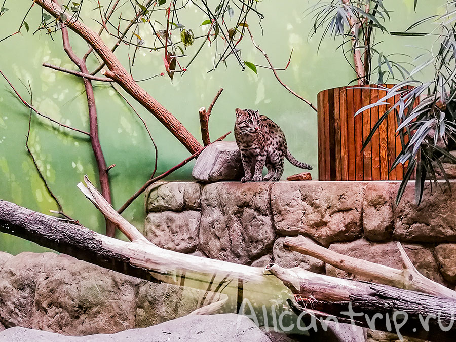 пражский зоопарк львы