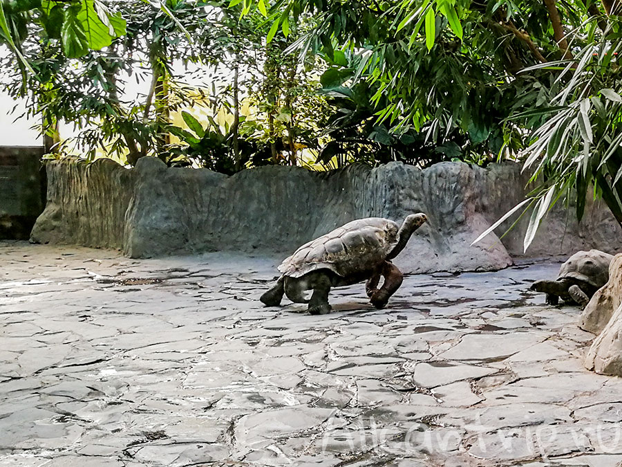 пражский зоопарк