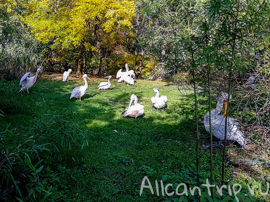 пражский зоопарк