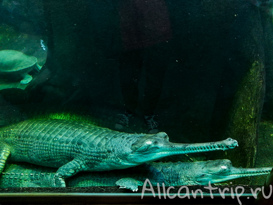 пражский зоопарк фото