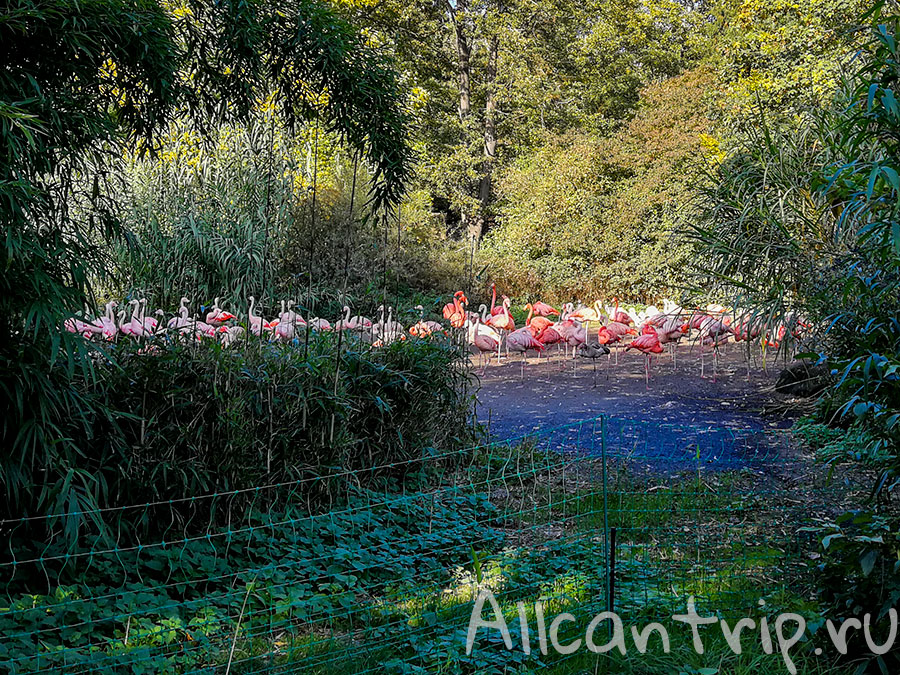пражский зоопарк фламинго