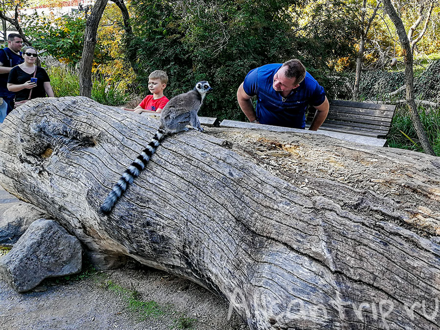 пражский зоопарк лемур