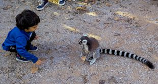 пражский зоопарк лемур