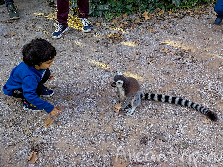 пражский зоопарк лемур